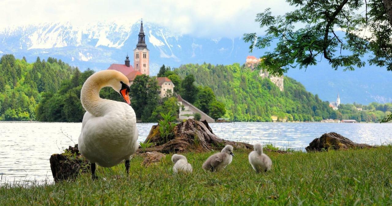 Apartma As Bled Exteriör bild